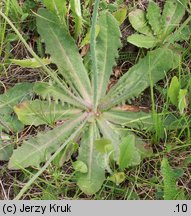 Hypochoeris radicata (prosienicznik szorstki)