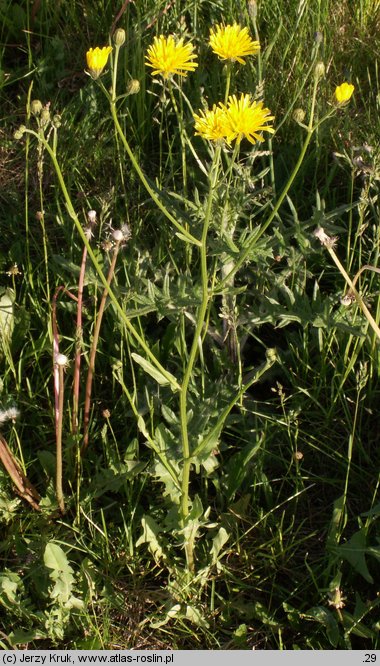 Crepis biennis (pępawa dwuletnia)