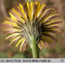 Hypochoeris radicata (prosienicznik szorstki)