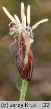 Eleocharis quinqueflora (ponikło skąpokwiatowe)