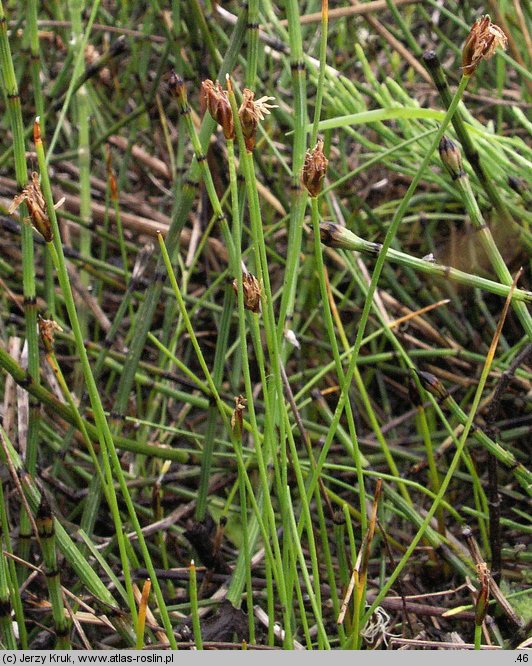 Eleocharis quinqueflora (ponikło skąpokwiatowe)