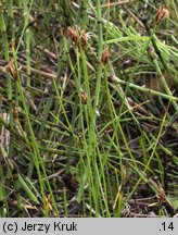 Eleocharis quinqueflora (ponikło skąpokwiatowe)