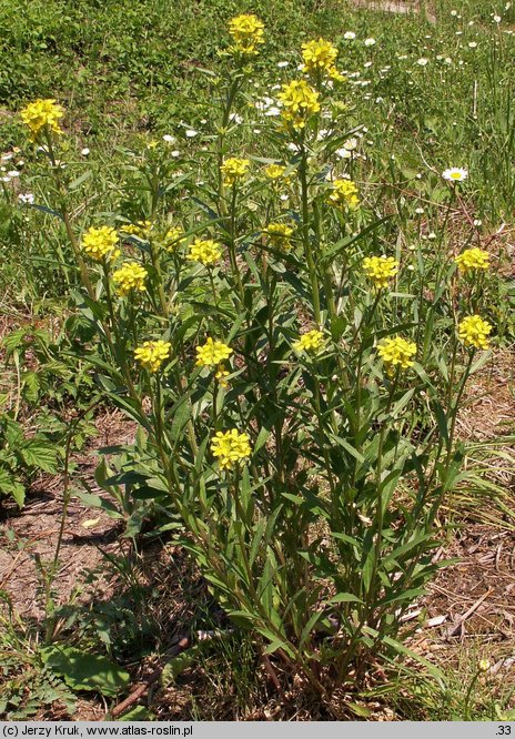 Erysimum hieraciifolium (pszonak jastrzębcolistny)