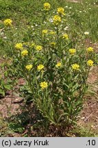 Erysimum hieraciifolium (pszonak jastrzębcolistny)