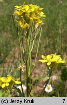 Erysimum hieraciifolium (pszonak jastrzębcolistny)