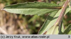 Erysimum hieraciifolium (pszonak jastrzębcolistny)