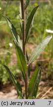 Erysimum hieraciifolium (pszonak jastrzębcolistny)