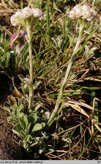 Antennaria dioica (ukwap dwupienny)