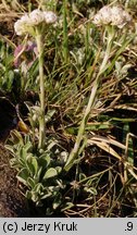 Antennaria dioica (ukwap dwupienny)