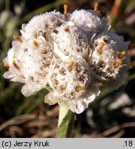 Antennaria dioica (ukwap dwupienny)