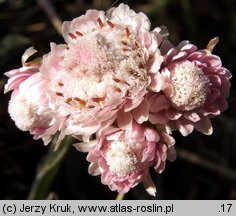 Antennaria dioica (ukwap dwupienny)