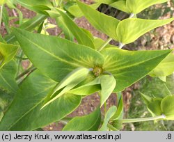 Euphorbia lathyris (wilczomlecz groszkowy)