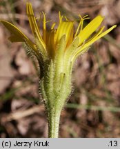 Leontodon hispidus ssp. hispidus (brodawnik zwyczajny typowy)