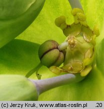 Euphorbia lathyris (wilczomlecz groszkowy)