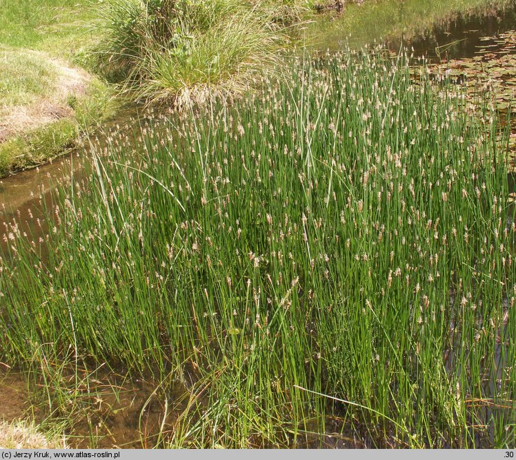 Eleocharis palustris (ponikło błotne)