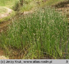 Eleocharis palustris (ponikło błotne)