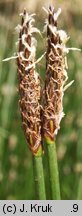 Eleocharis palustris (ponikło błotne)