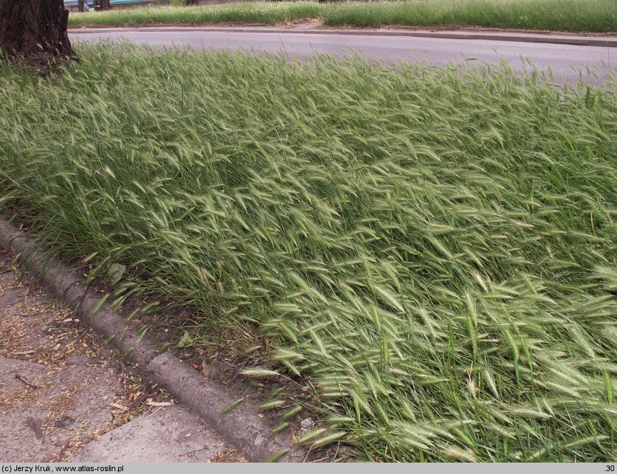 Hordeum murinum (jęczmień płonny)