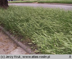 Hordeum murinum (jęczmień płonny)