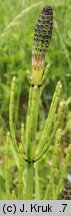 Equisetum palustre (skrzyp błotny)