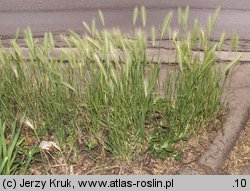 Hordeum murinum (jęczmień płonny)