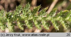 Achillea setacea (krwawnik szczecinkolistny)