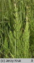 Equisetum palustre (skrzyp błotny)