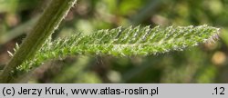 Achillea setacea (krwawnik szczecinkolistny)