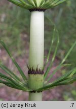 Equisetum telmateia (skrzyp olbrzymi)