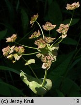 Bupleurum longifolium (przewiercień długolistny)