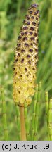 Equisetum palustre (skrzyp błotny)