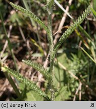 Achillea setacea (krwawnik szczecinkolistny)