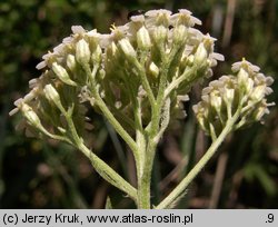 Achillea setacea (krwawnik szczecinkolistny)