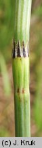 Equisetum palustre (skrzyp błotny)