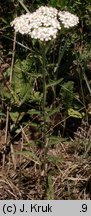 Achillea setacea (krwawnik szczecinkolistny)