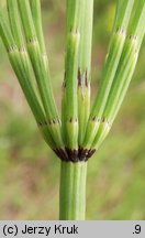 Equisetum palustre (skrzyp błotny)