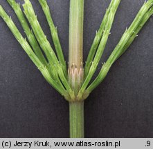 Equisetum arvense (skrzyp polny)