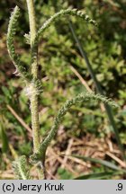 Achillea setacea (krwawnik szczecinkolistny)