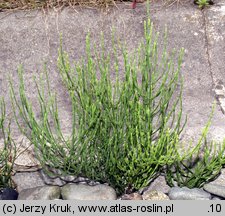 Equisetum arvense (skrzyp polny)