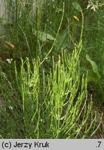 Equisetum arvense (skrzyp polny)