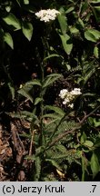 Achillea setacea (krwawnik szczecinkolistny)