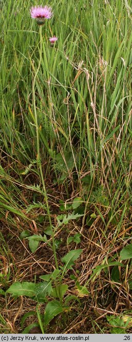 Serratula lycopifolia (sierpik różnolistny)