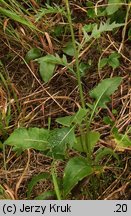 Serratula lycopifolia (sierpik różnolistny)