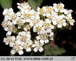 Achillea setacea (krwawnik szczecinkolistny)