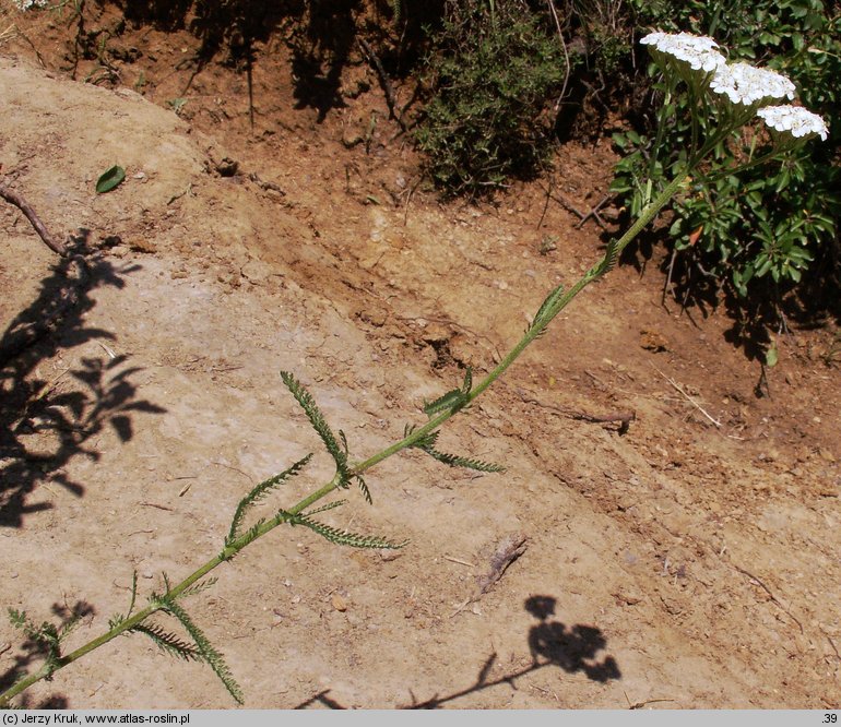 Achillea collina (krwawnik pagórkowy)