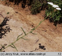 Achillea collina (krwawnik pagórkowy)