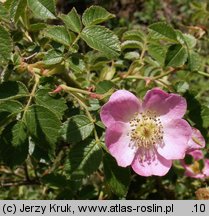 Rosa rubiginosa (róża rdzawa)