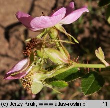 Rosa rubiginosa (róża rdzawa)