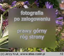 Centaurea triumfettii (chaber barwny)