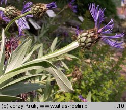 Centaurea triumfettii (chaber barwny)